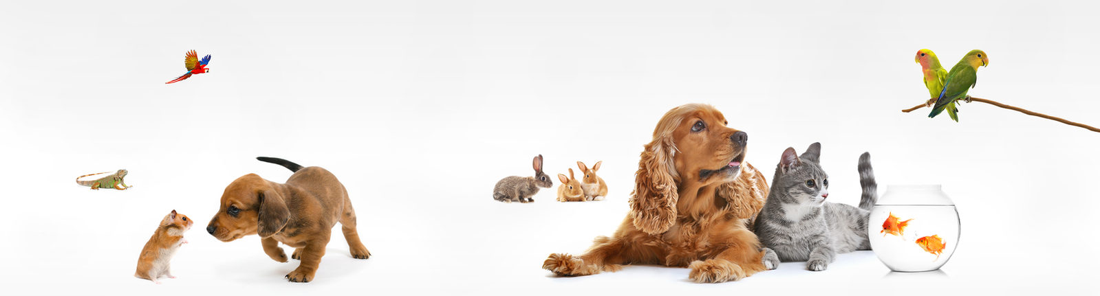 a dog and cat and bunnies all looking into the camera